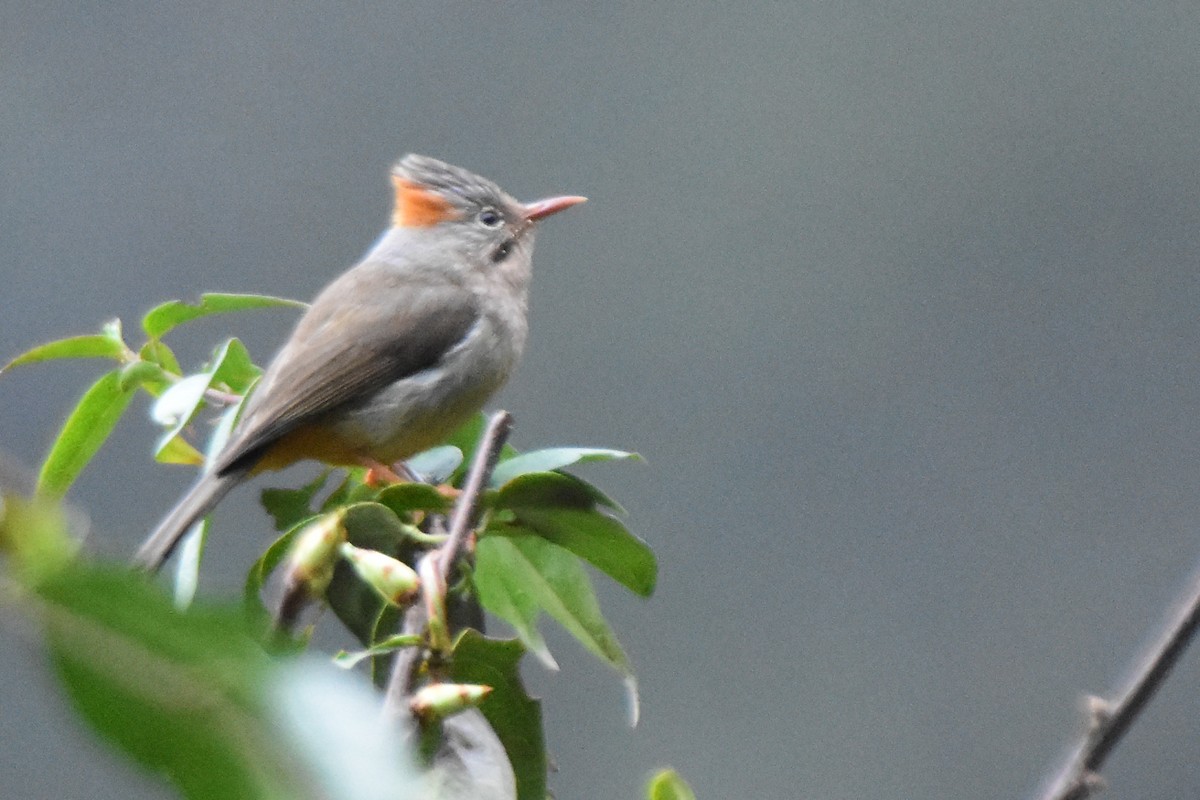 Rufous-vented Yuhina - ML647075012