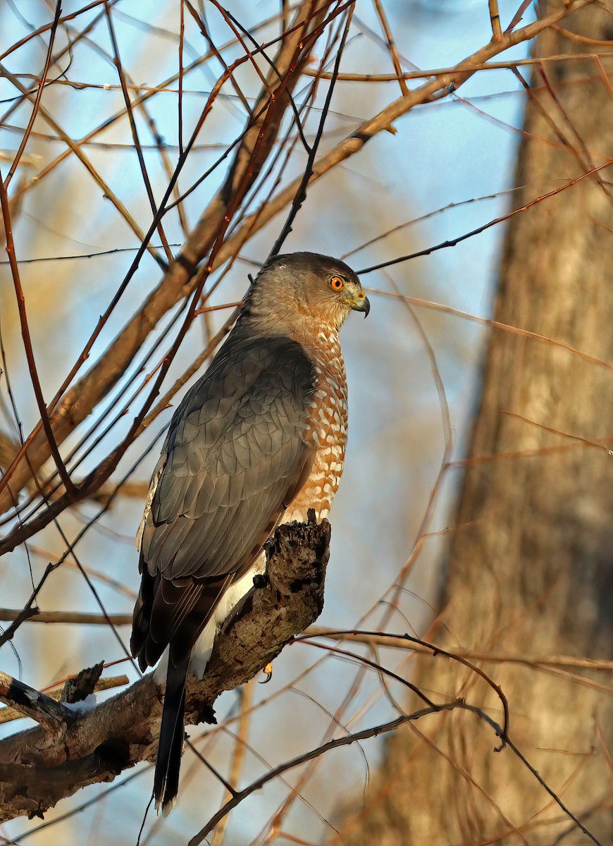 Cooper's Hawk - ML647075013