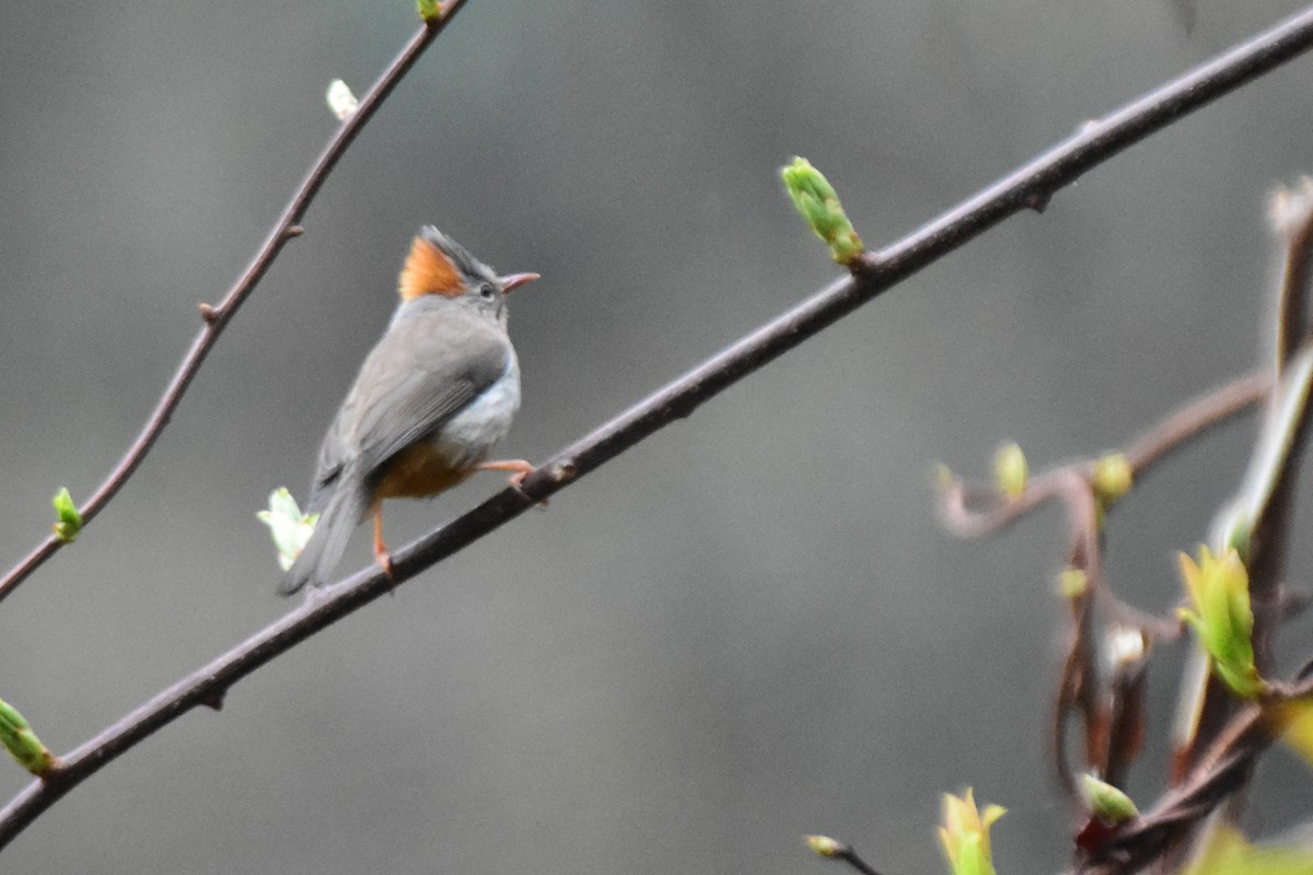 Rufous-vented Yuhina - ML647075014