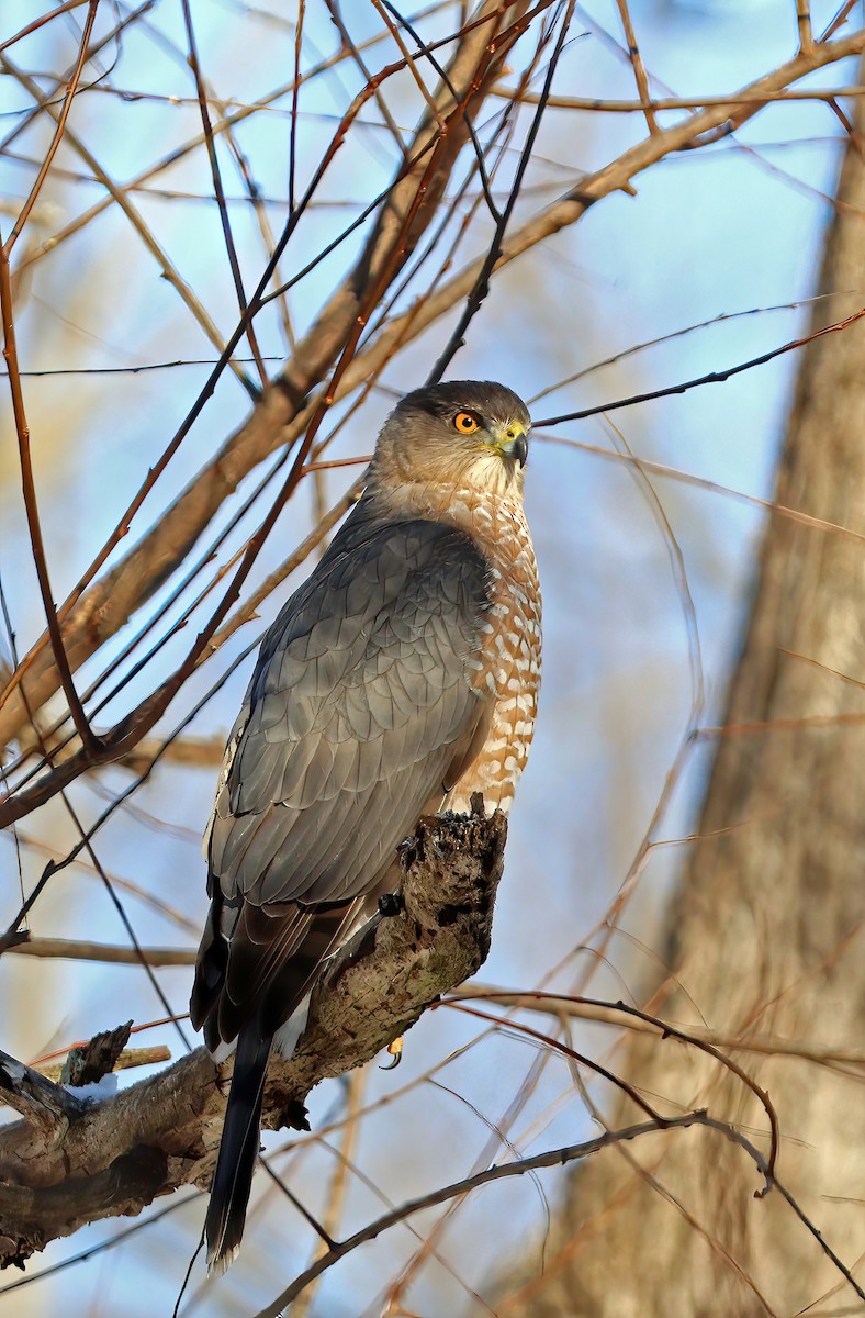 Cooper's Hawk - ML647075015