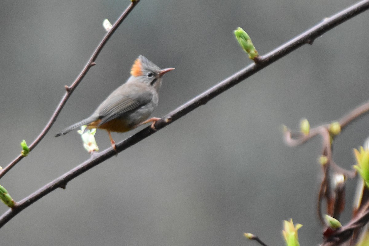 Rufous-vented Yuhina - ML647075016