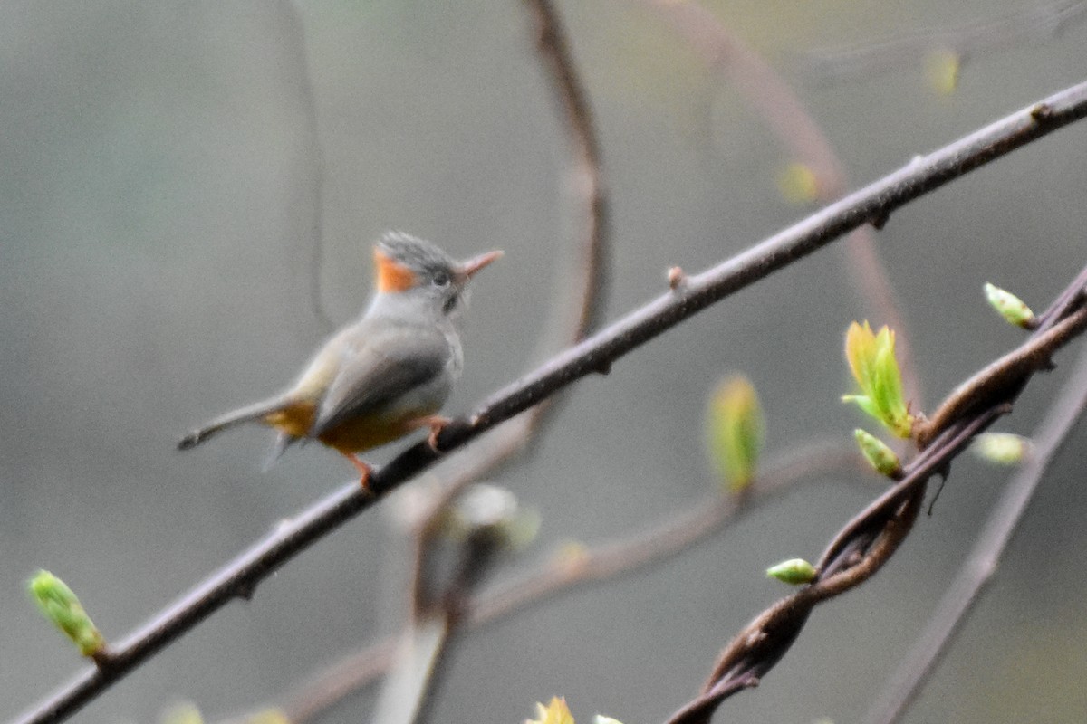 Rufous-vented Yuhina - ML647075017
