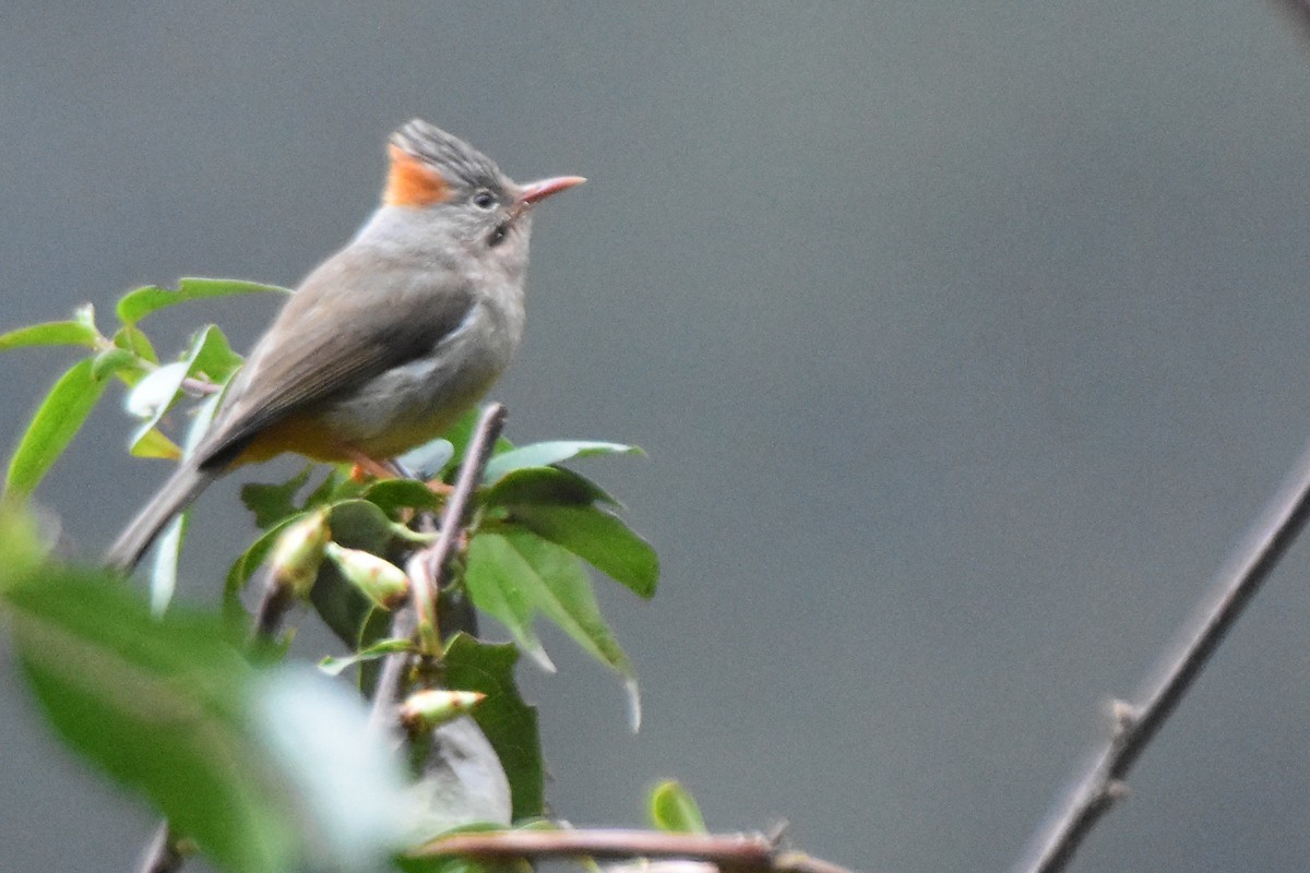 Rufous-vented Yuhina - ML647075018