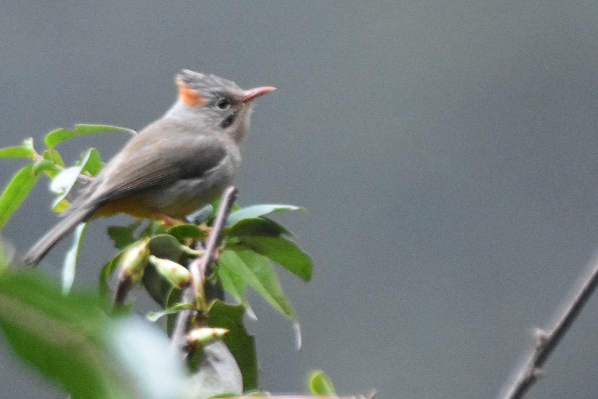 Rufous-vented Yuhina - ML647075019