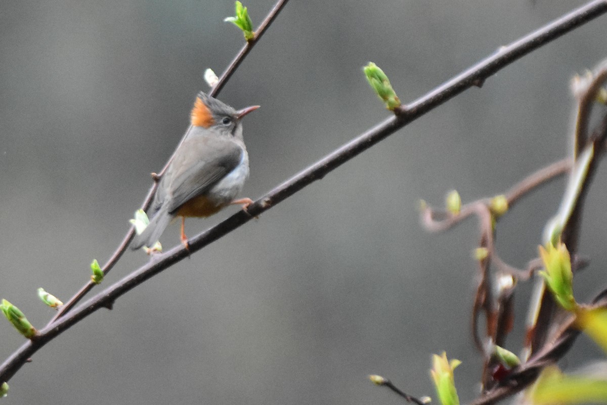Rufous-vented Yuhina - ML647075020
