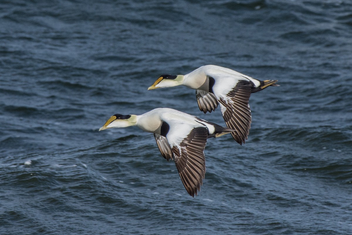 אדרית שחורת-כיפה - ML647075022