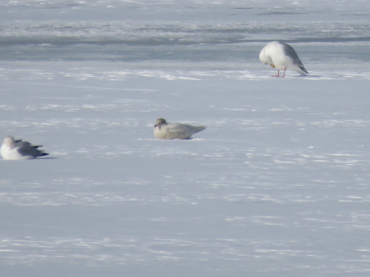 שחף לבן-כנף - ML647075025