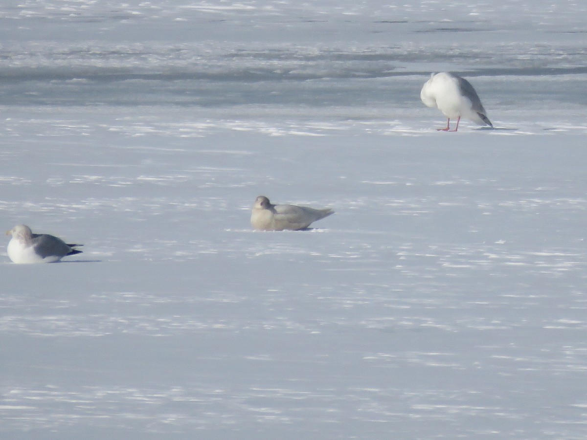 שחף לבן-כנף - ML647075026