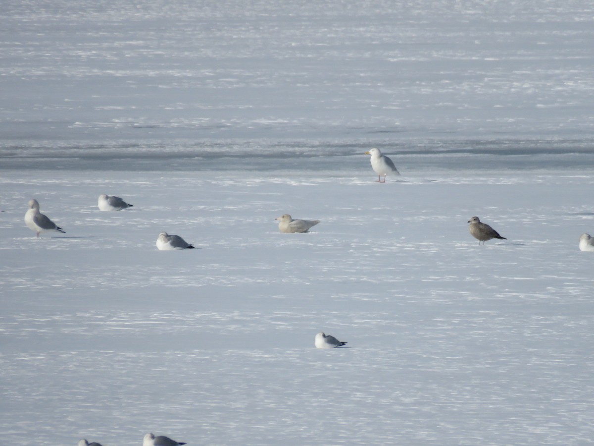 שחף לבן-כנף - ML647075027