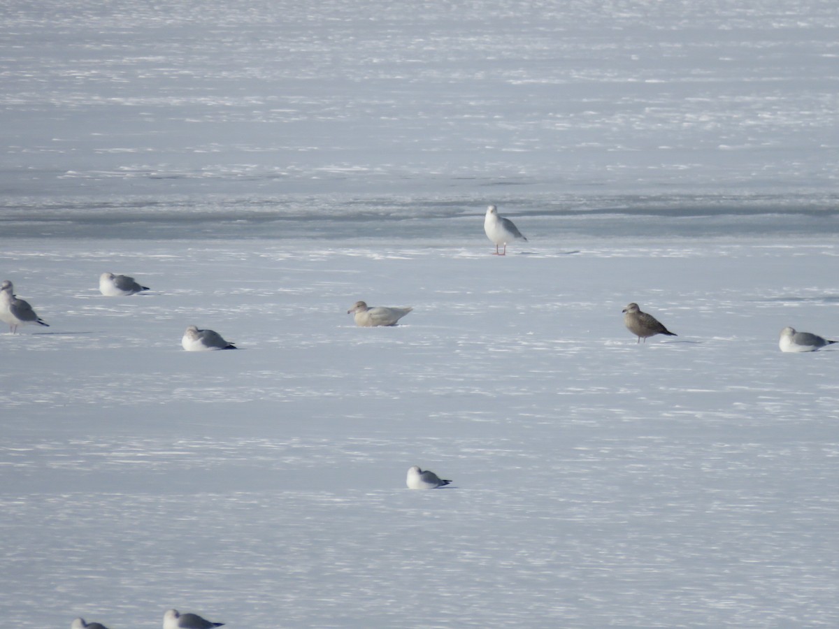 שחף לבן-כנף - ML647075028