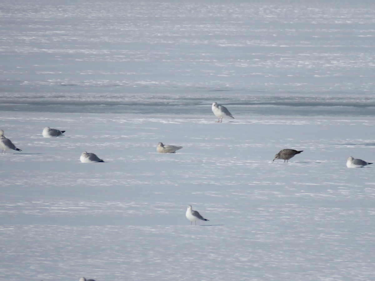 שחף לבן-כנף - ML647075029