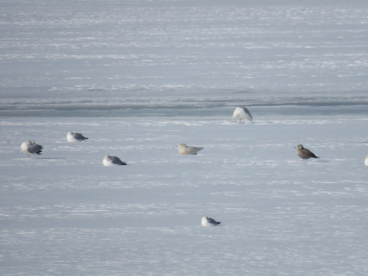 שחף לבן-כנף - ML647075030