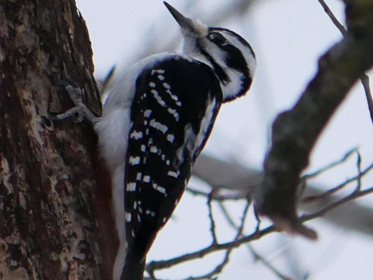 Hairy Woodpecker - ML647075032