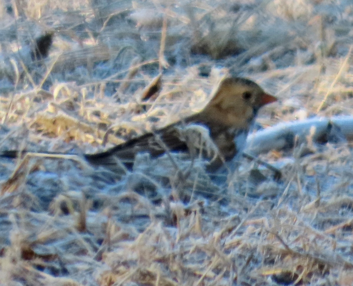 Harris's Sparrow - ML647075033