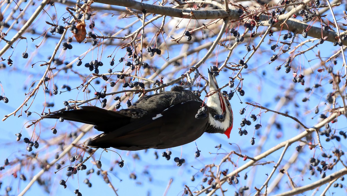 Pileated Woodpecker - ML647075034