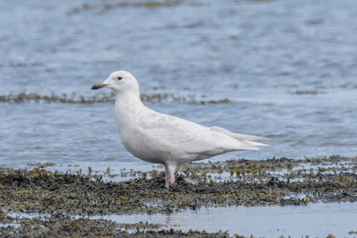 שחף לבן-כנף - ML647075035