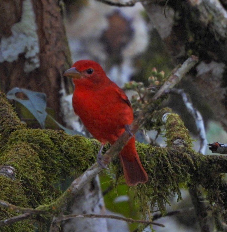 Hepatic Tanager - ML647075037