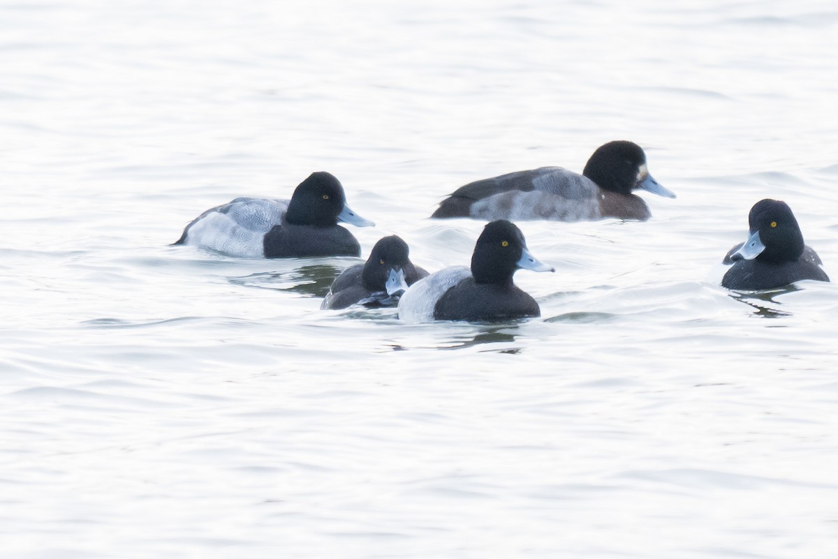 צולל בינוני - ML647075039