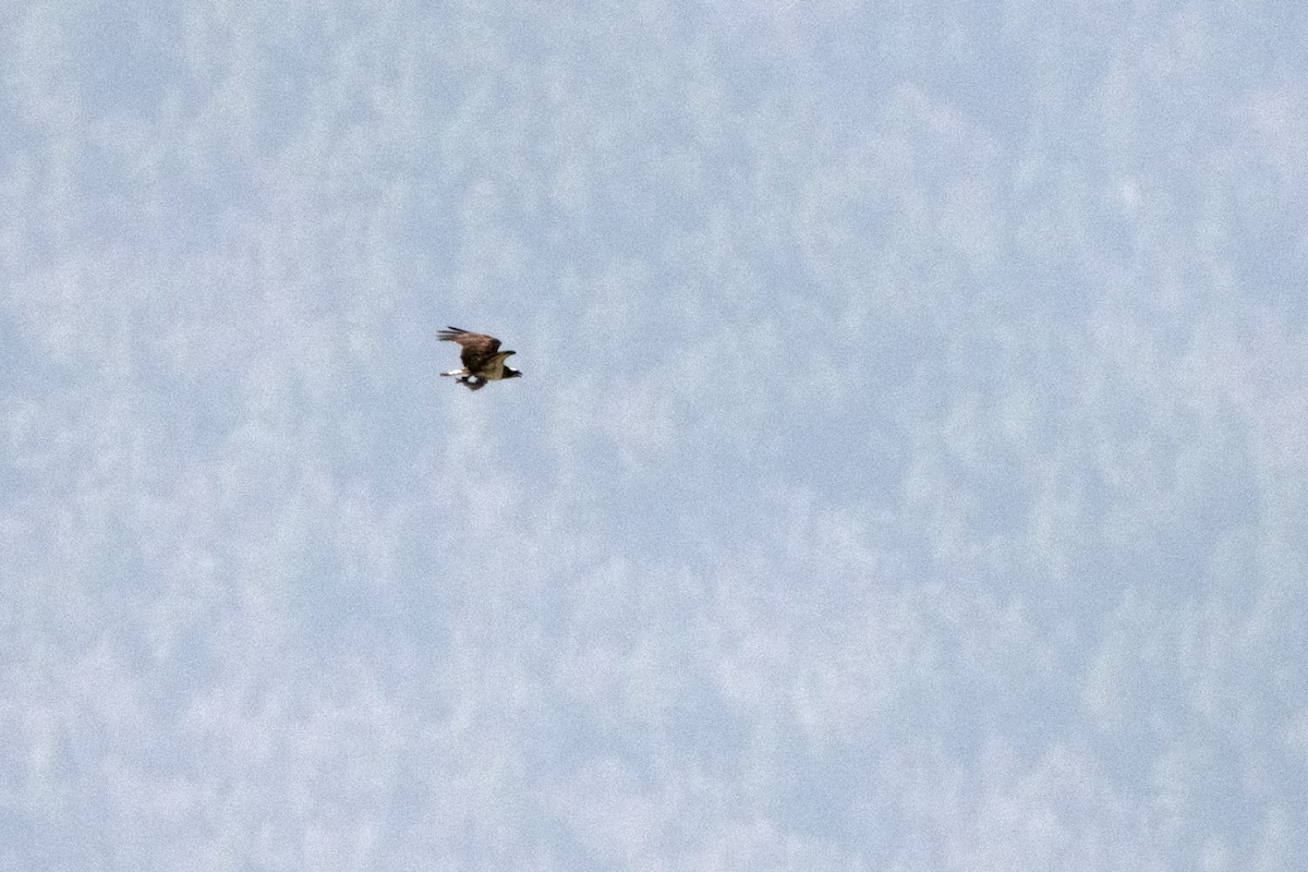 שלך (מערבי) - ML647075040