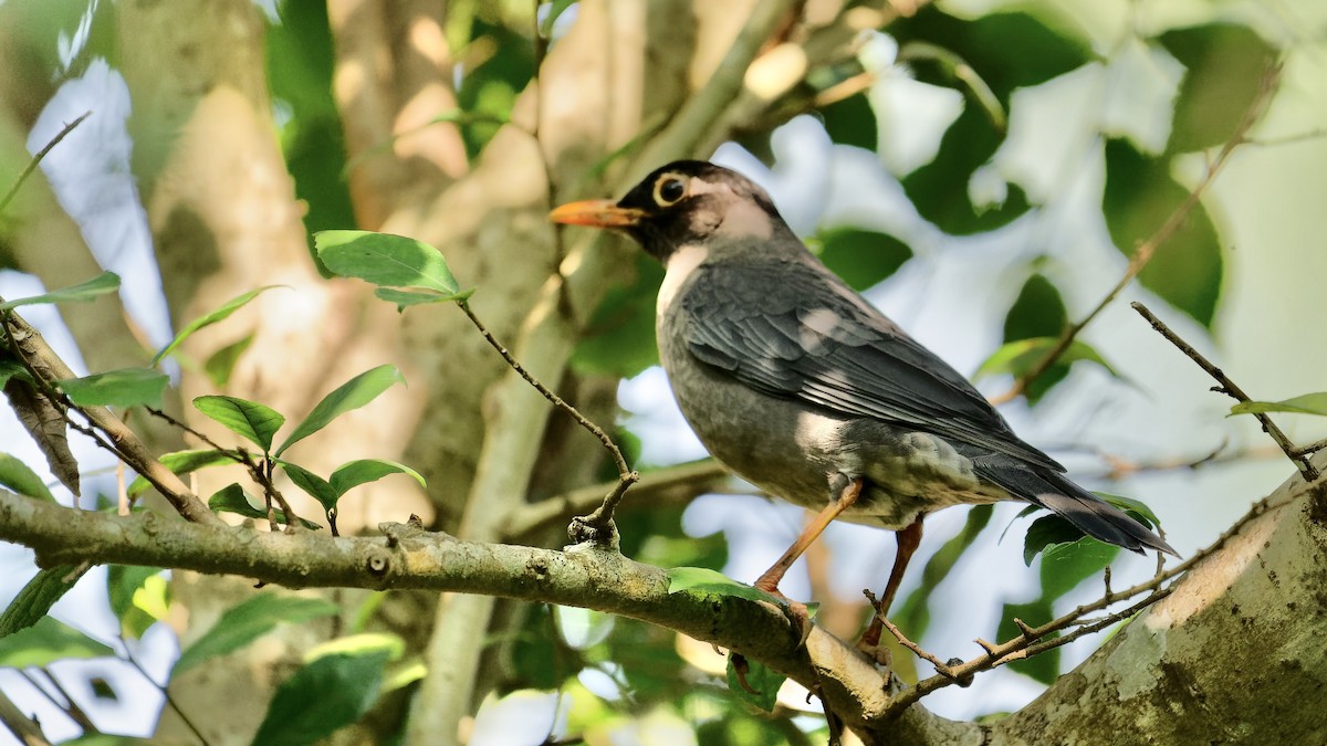 Indian Blackbird - ML647075041
