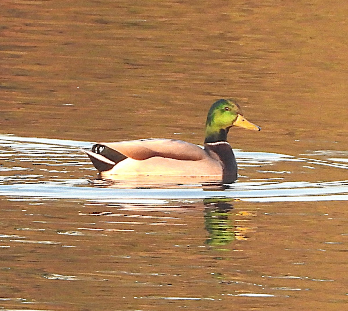 ברכיה - ML647075043