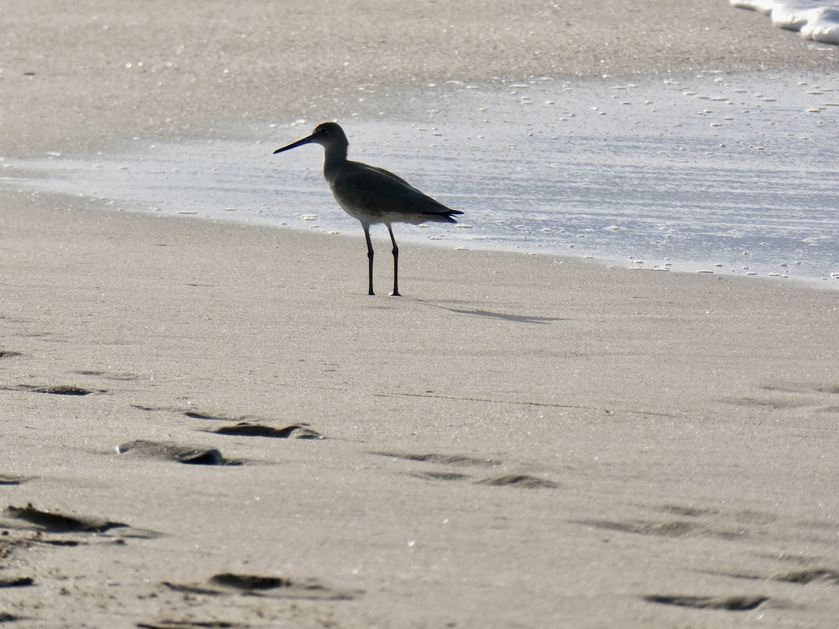 בבואן קרום-אצבעות - ML647075045