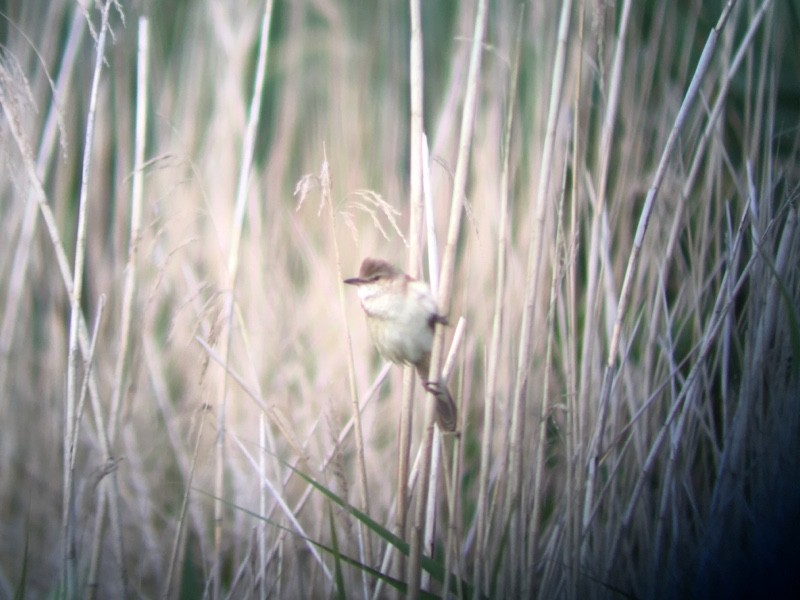 Rousserolle turdoïde - ML647075058