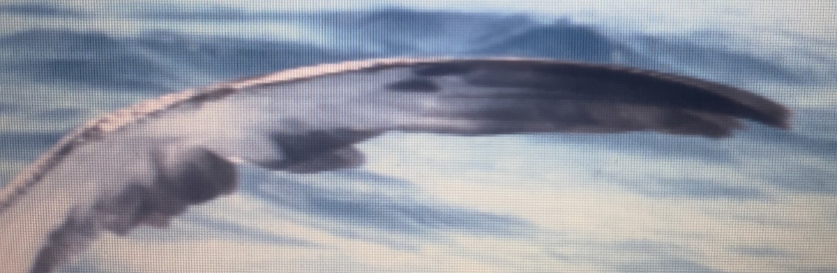 Cory's/Scopoli's Shearwater - ML647075059