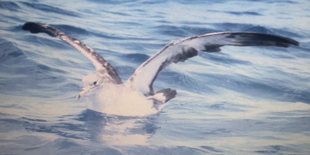 Cory's/Scopoli's Shearwater - ML647075060