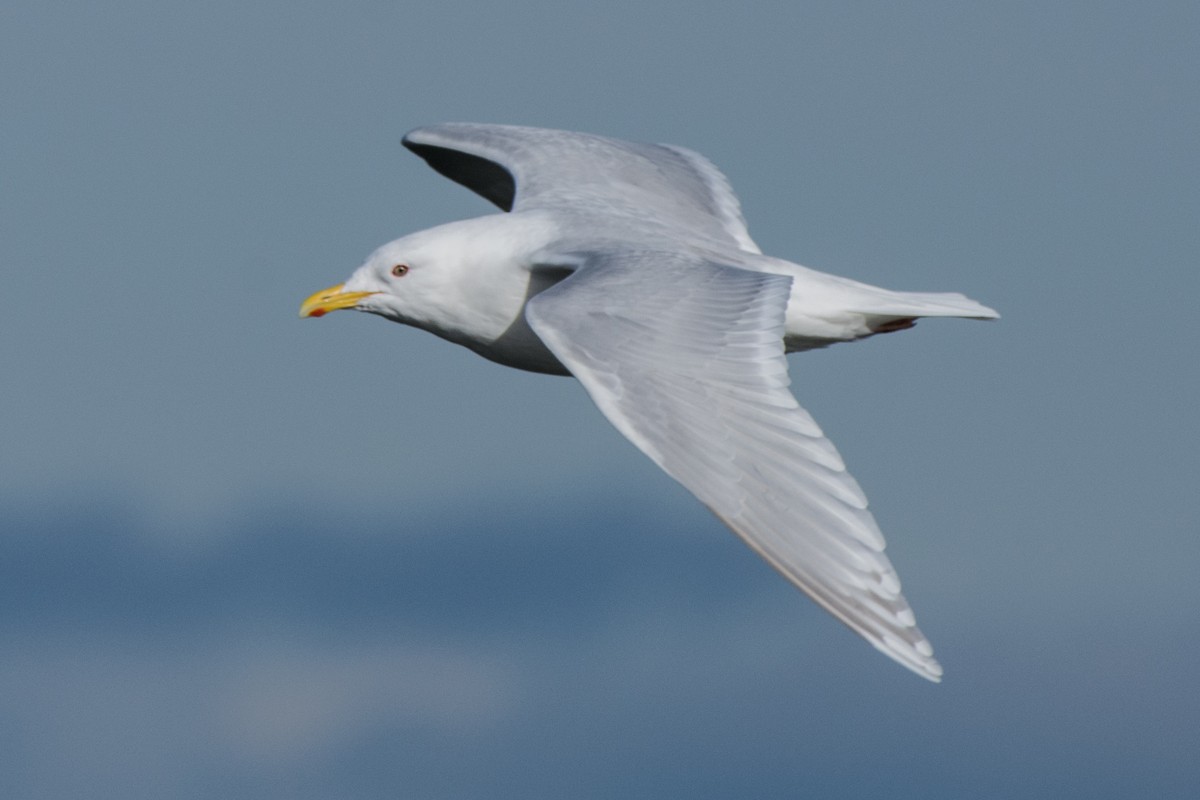 アイスランドカモメ - ML647075065