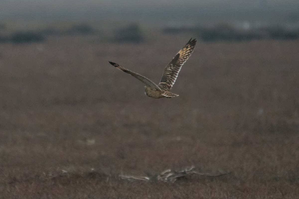 Short-eared Owl - ML647075072