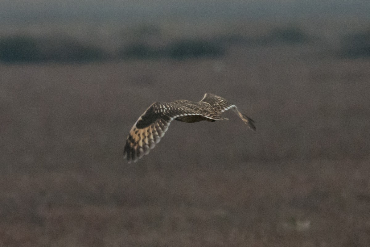Short-eared Owl - ML647075073
