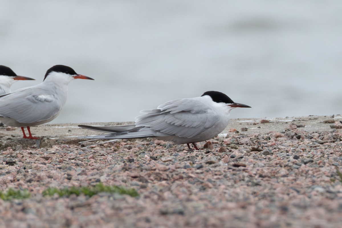 燕鷗 - ML647075078