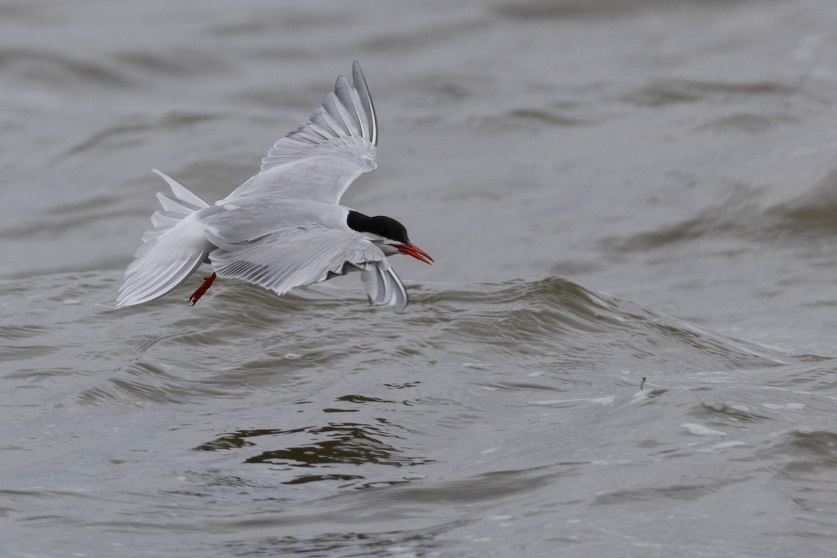 燕鷗 - ML647075079