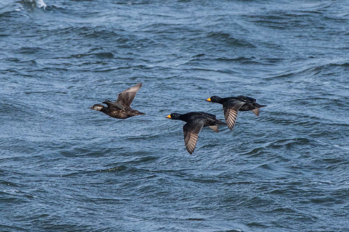 クロガモ - ML647075085