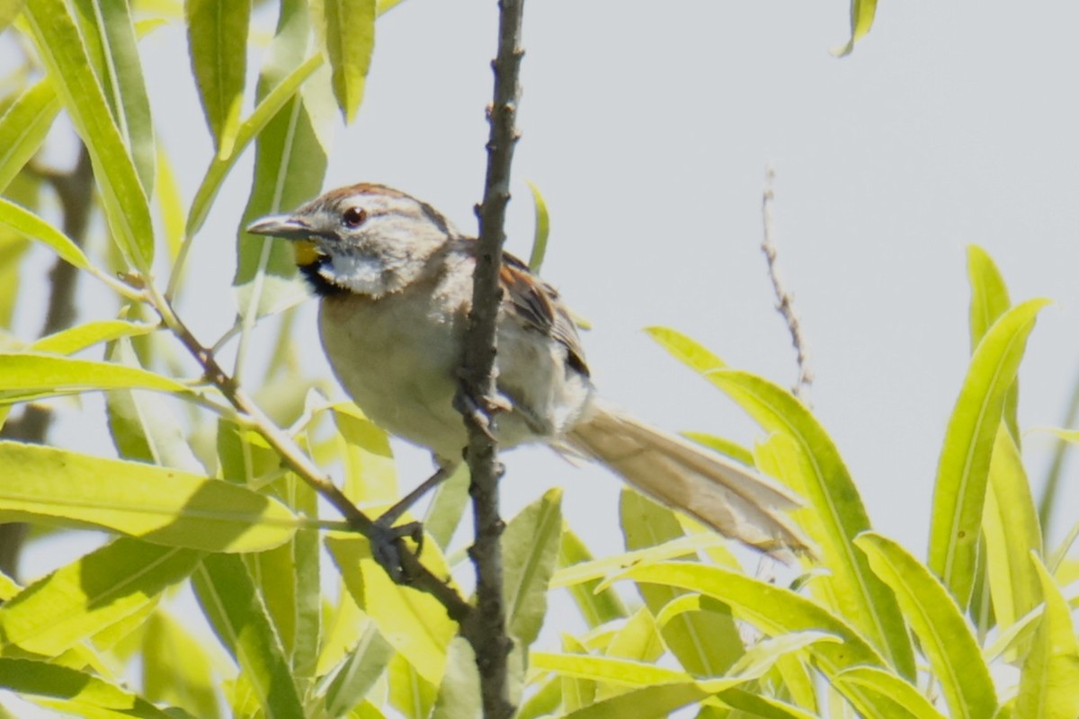 Chotoy Spinetail - ML647075090