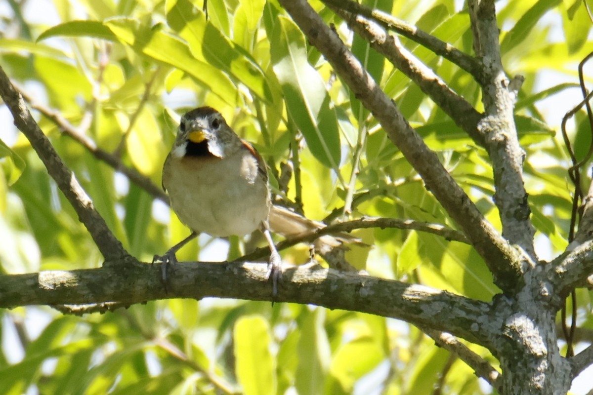 Chotoy Spinetail - ML647075091