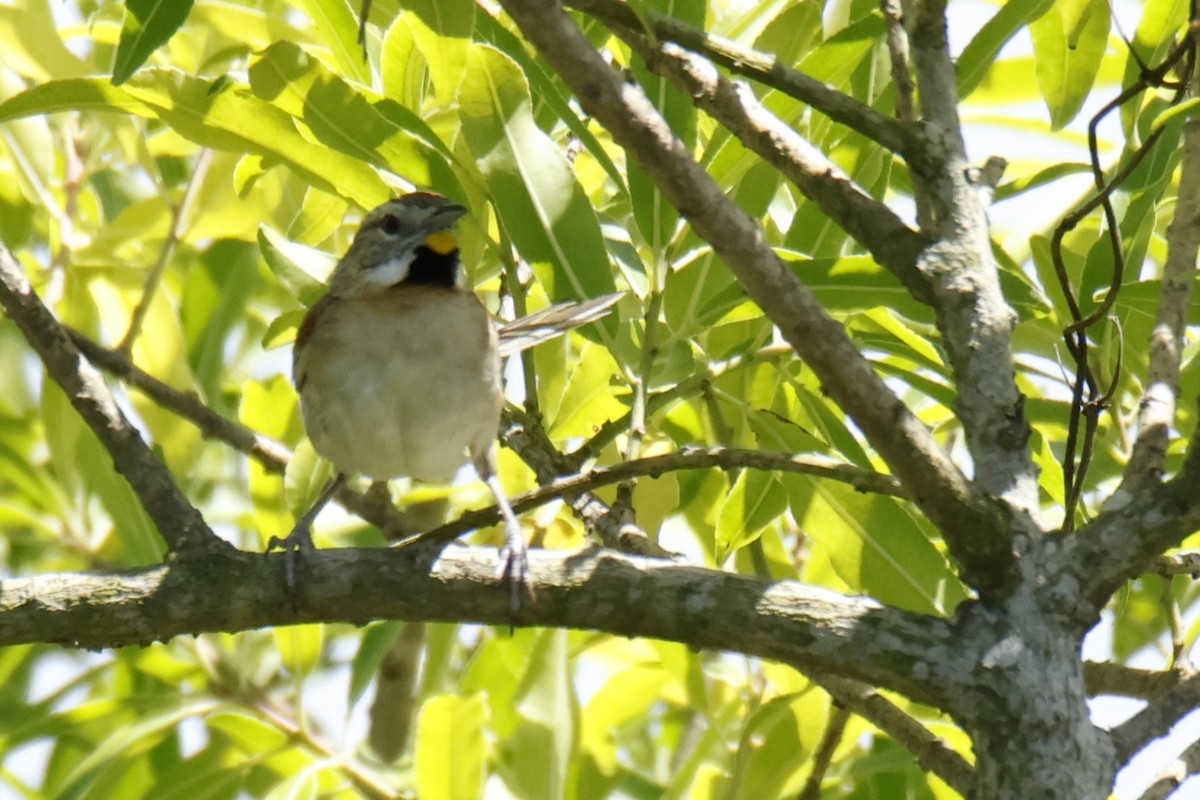 Chotoy Spinetail - ML647075092