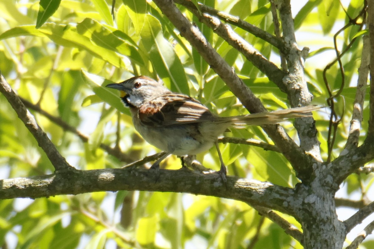 Chotoy Spinetail - ML647075093