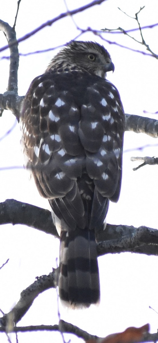 Cooper's Hawk - ML647075114