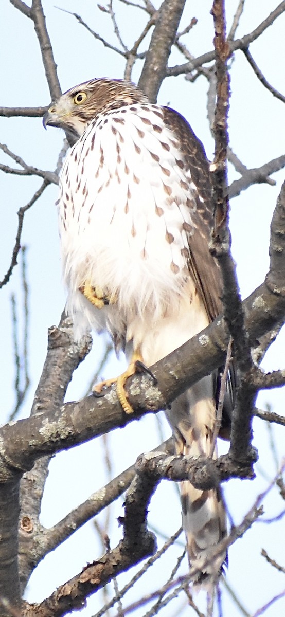 Cooper's Hawk - ML647075115