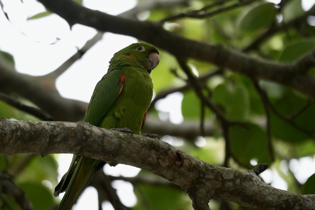 White-eyed Parakeet - ML647075127