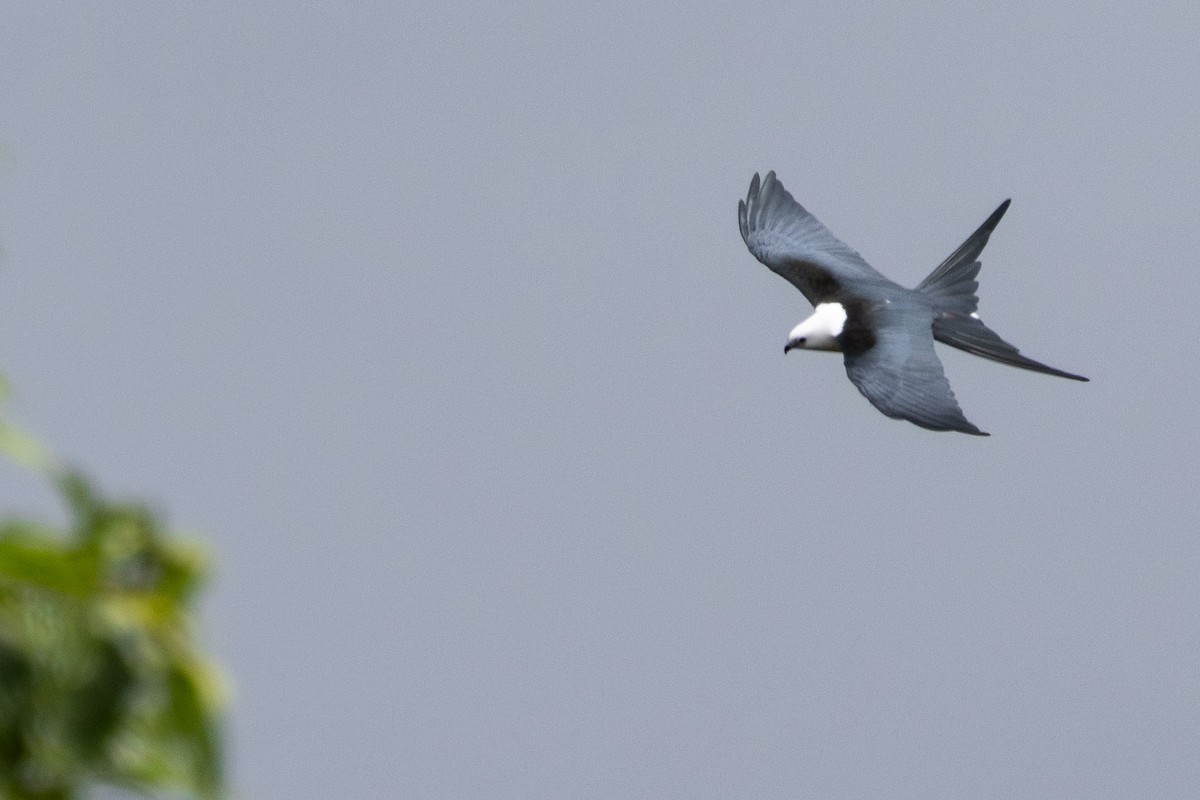 Swallow-tailed Kite - ML647075136