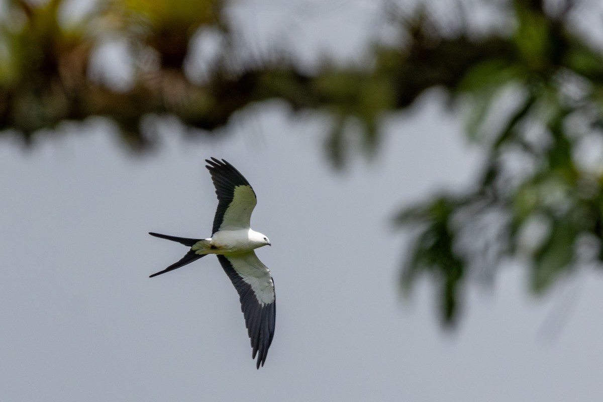 Swallow-tailed Kite - ML647075137