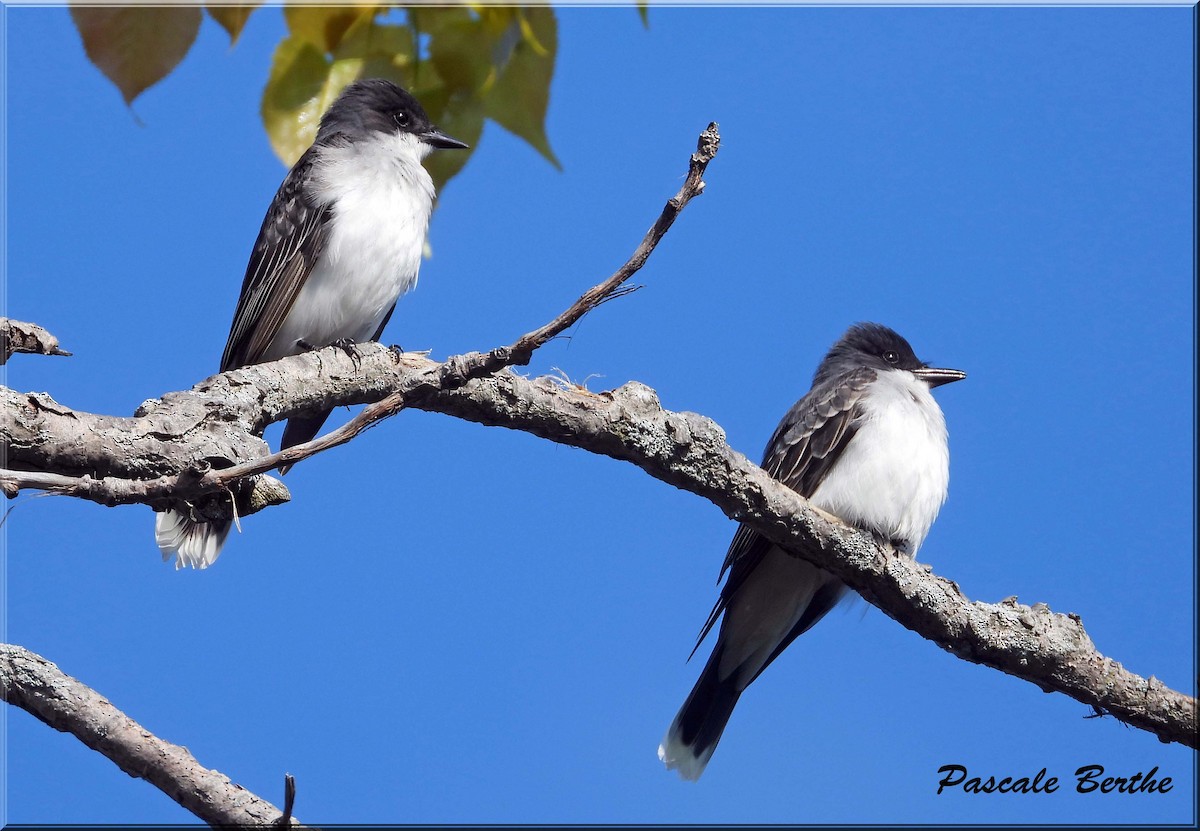 Tyran tritri - ML647075142