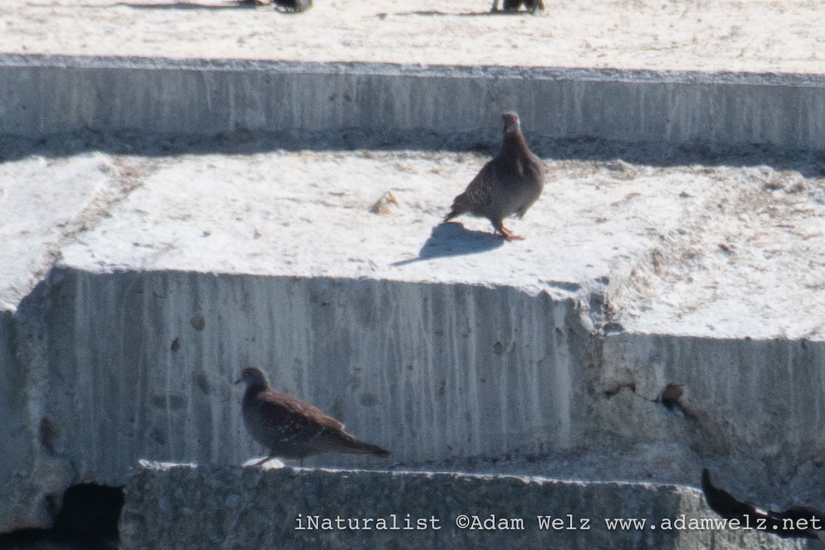 holub skvrnitý - ML647075149