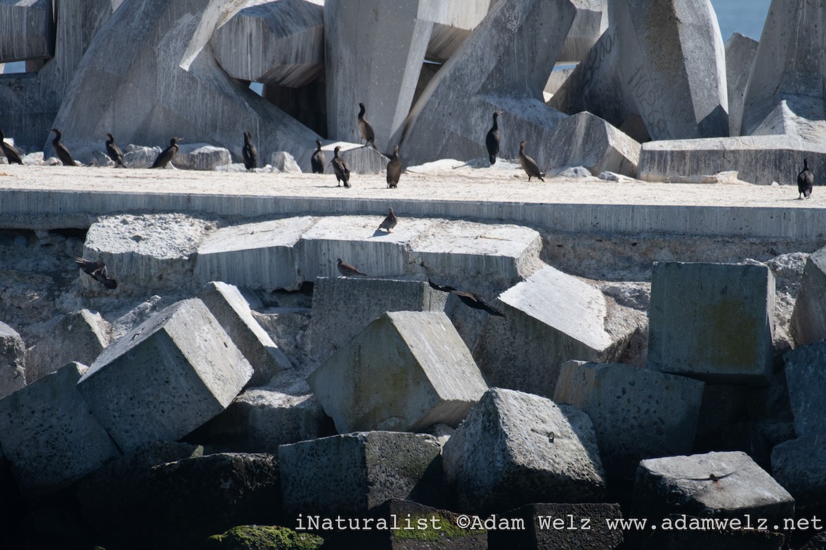 holub skvrnitý - ML647075150