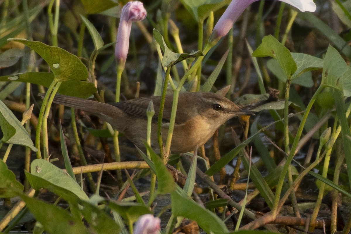 Хээрийн охил бялзуухай - ML647075162