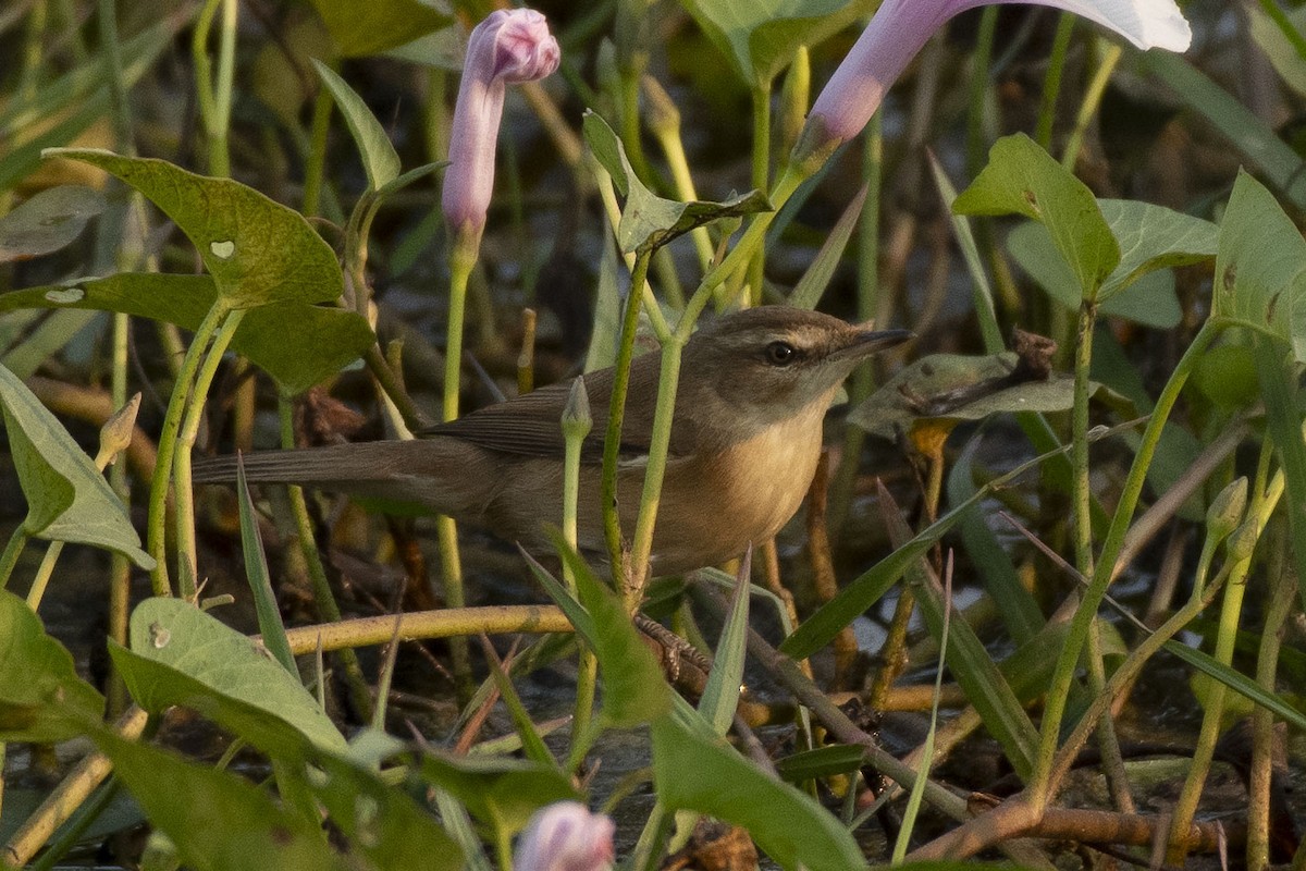 Хээрийн охил бялзуухай - ML647075163
