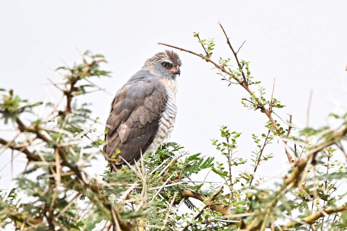 Gabar Goshawk - ML647075165